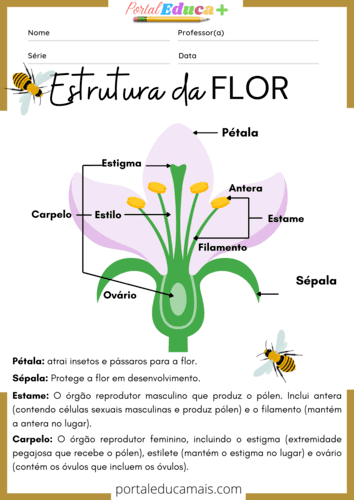 Partes da Planta: Estrutura da Flor – Portal Educa Mais