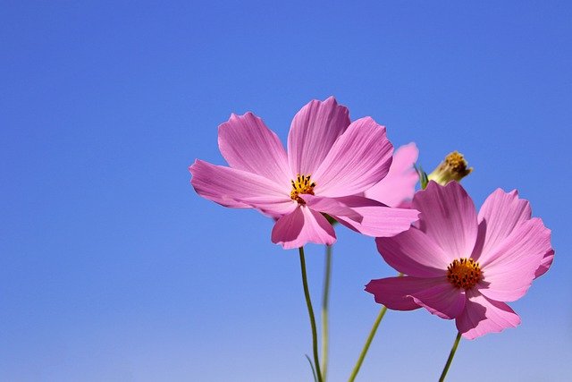 Partes da planta - Estrutura da flor